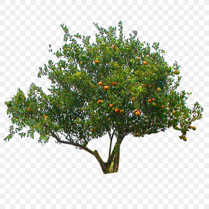 Image Garden Branch Tree, PNG, 1100x1100px, Garden, Branch, Evergreen, Garden Design, Landscape Architecture Download Free