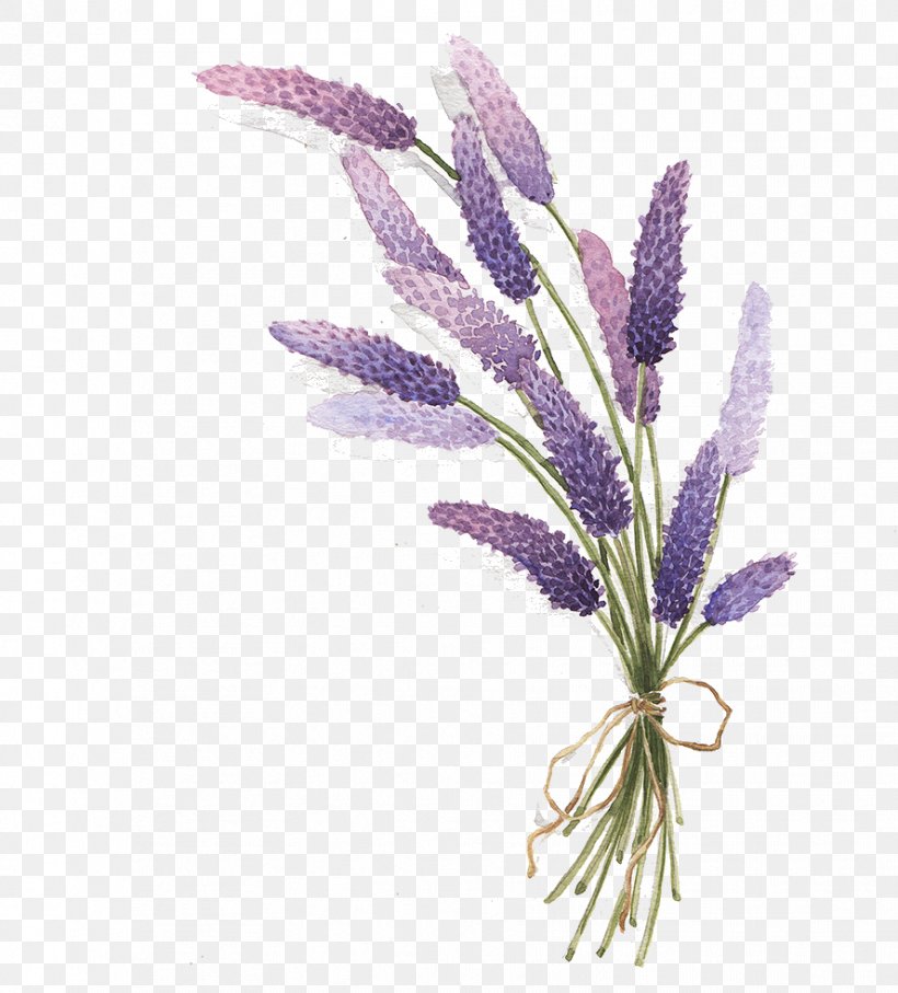 Lavender Drawing, PNG, 888x983px, Lavender, Art, Botanical Illustration, Drawing, Flower Download Free