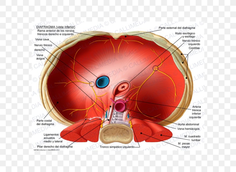 Thoracic Diaphragm Crus Of Diaphragm Phrenic Nerve Esophageal Hiatus Inferior Vena Cava, PNG, 600x600px, Watercolor, Cartoon, Flower, Frame, Heart Download Free