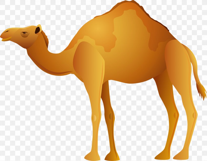 Camel Clip Art, PNG, 3506x2742px, Dromedary, Arabian Camel, Bactrian Camel, Camel, Camel Like Mammal Download Free