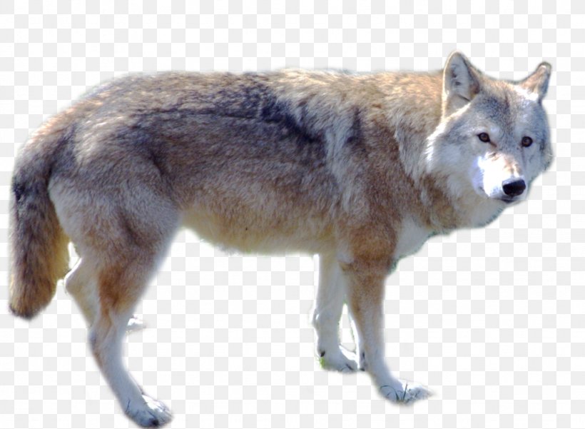 Dog Arctic Wolf Red Wolf Desktop Wallpaper, PNG, 1024x751px, Dog, Arctic Wolf, Canidae, Canis, Canis Lupus Tundrarum Download Free