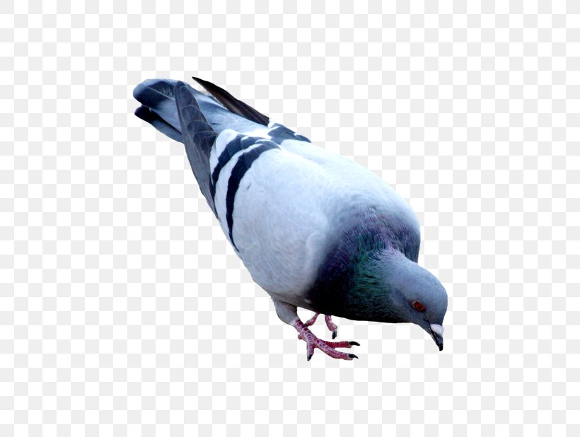 Domestic Pigeon Columbidae Clip Art, PNG, 618x618px, Domestic Pigeon, Beak, Bird, Columbidae, Fauna Download Free