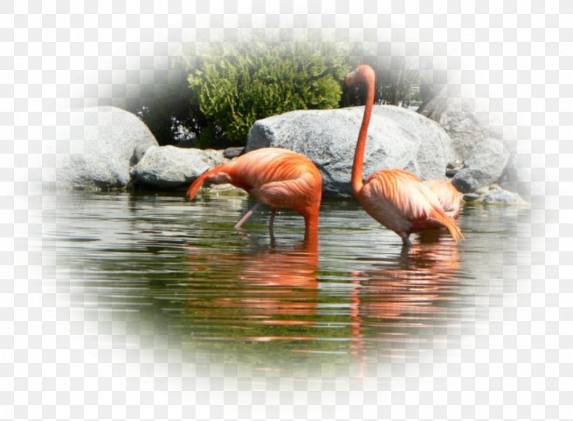 Fauna Water Beak, PNG, 892x656px, Fauna, Beak, Bird, Flamingo, Organism Download Free