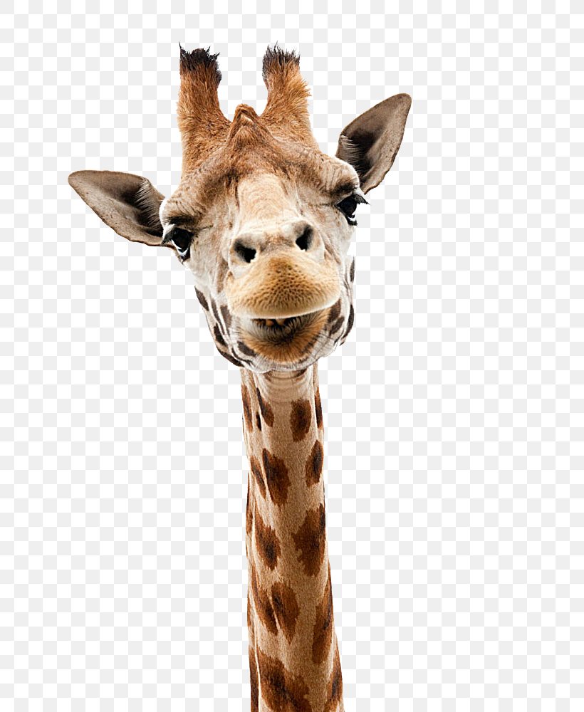 Giraffe Stock Photography Stock.xchng Royalty-free, PNG, 665x1000px, Reticulated Giraffe, Fauna, Fotosearch, Fur, Giraffe Download Free
