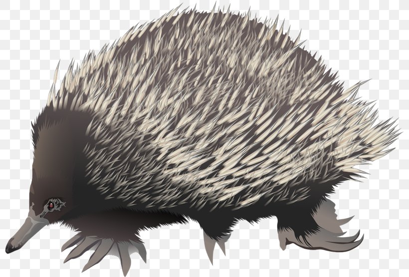 echidna clipart