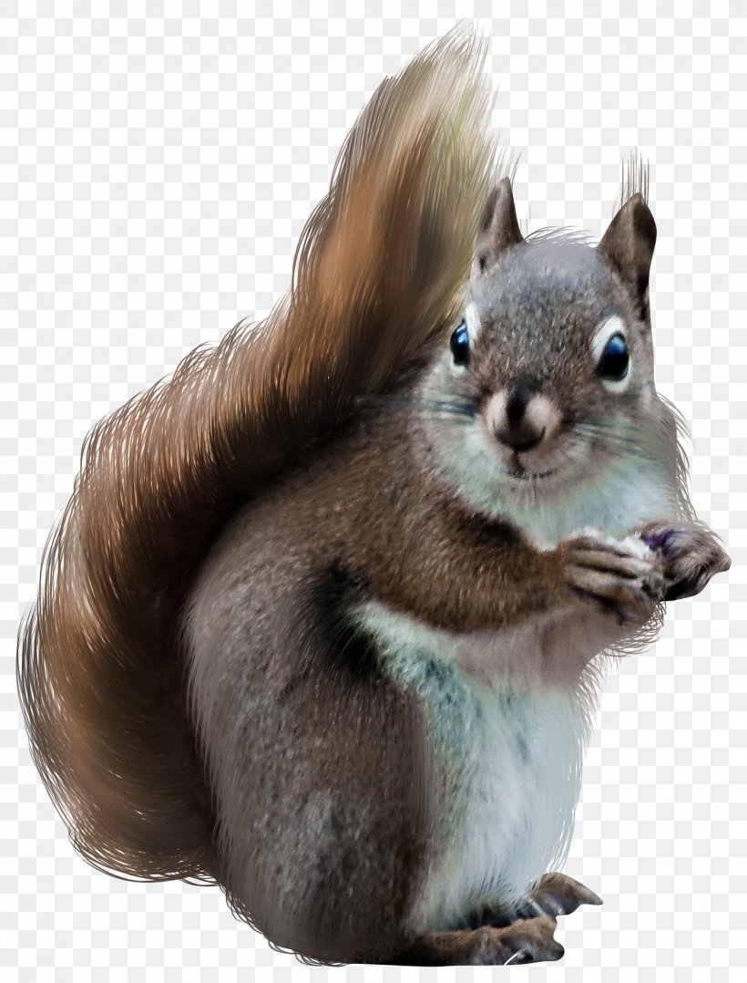 Tree Squirrels Clip Art, PNG, 1439x1892px, Tree Squirrels, Fauna, Fur, Mammal, Rodent Download Free
