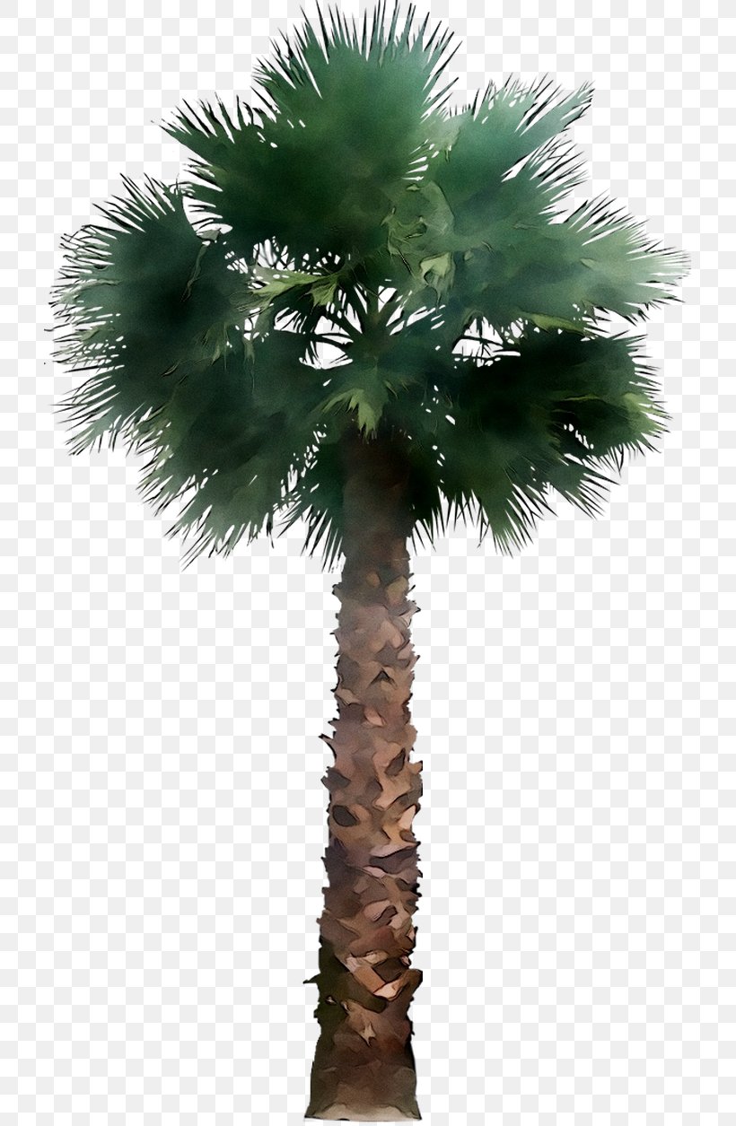 Asian Palmyra Palm Babassu Coconut Palm Trees Date Palm, PNG, 721x1255px, Asian Palmyra Palm, Arecales, Attalea, Babassu, Borassus Download Free