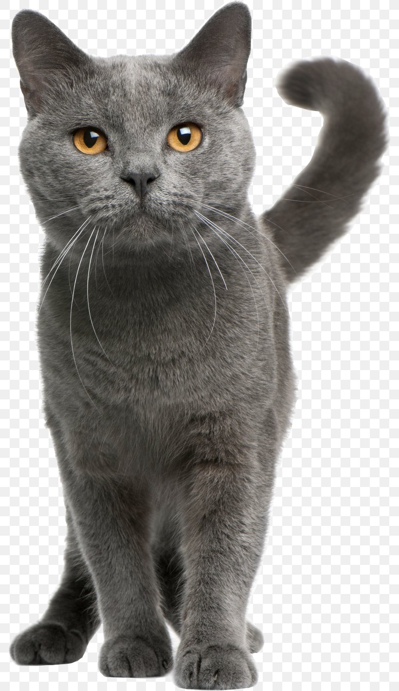 Chartreux Russian Blue British Shorthair Exotic Shorthair Persian Cat