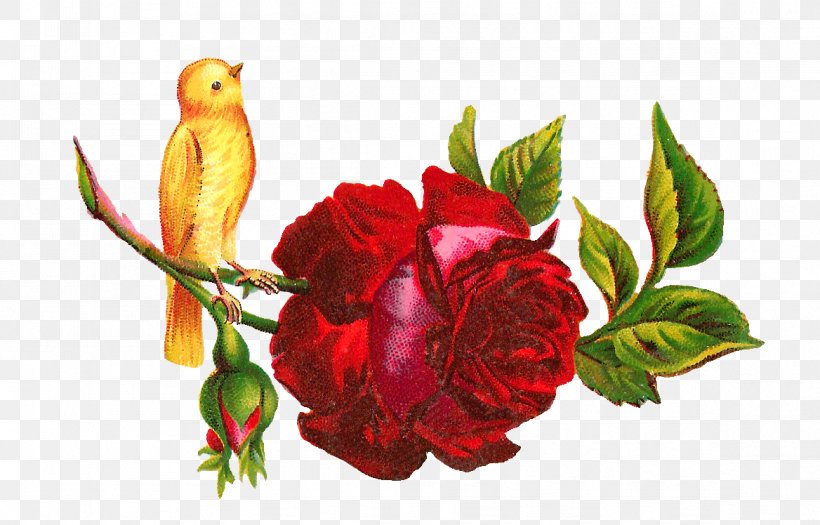 Hummingbird Rose Flower Clip Art, PNG, 1168x748px, Bird, Birth Flower, Blue, Color, Cut Flowers Download Free