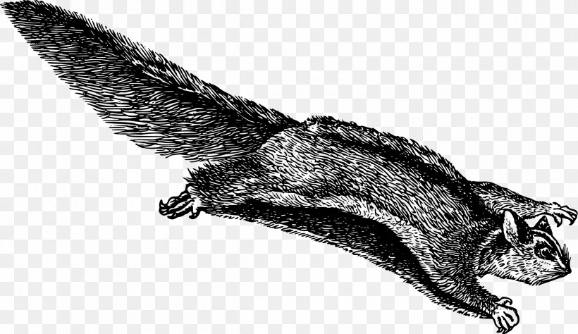 Japanese Dwarf Flying Squirrel Flight Clip Art, PNG, 2400x1388px, Squirrel, Bat, Black And White, Carnivoran, Claw Download Free