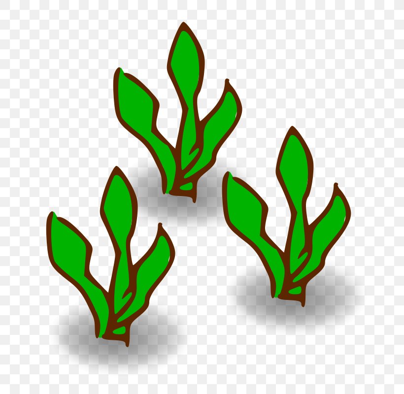 Kelp Forest Seaweed Macrocystis Pyrifera Clip Art, PNG, 800x800px, Kelp, Algae, Artwork, Branch, Cartoon Download Free