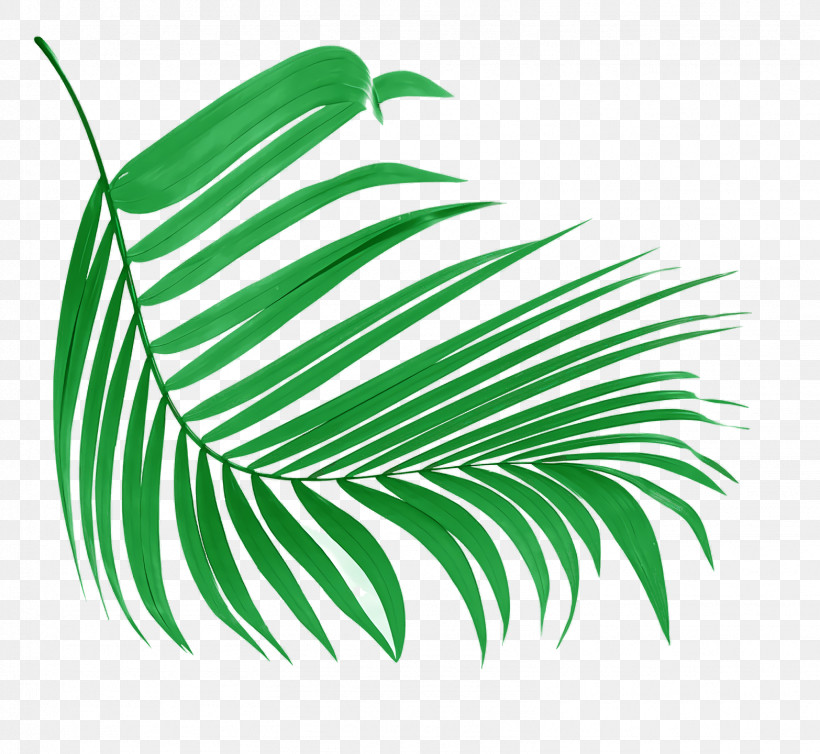Leaf Plant Stem Green M-tree Font, PNG, 1566x1440px, Leaf, Biology, Green, Line, Meter Download Free