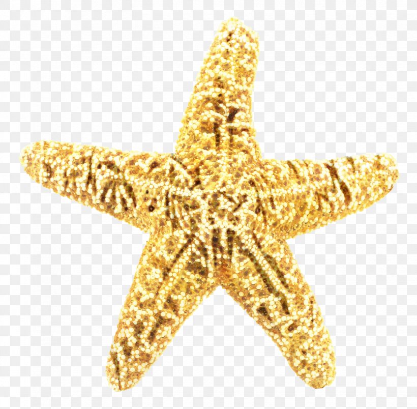 Light Green Background, PNG, 1647x1615px, Starfish, Bedroom, Blue, Child, Green Download Free