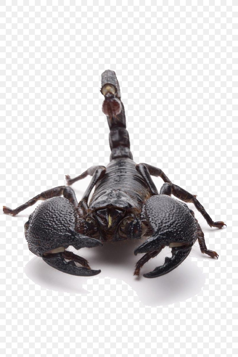 Scorpion Sting Poison, PNG, 800x1230px, Scorpion, Arthropod, Cdr, Emperor Scorpion, Insect Download Free