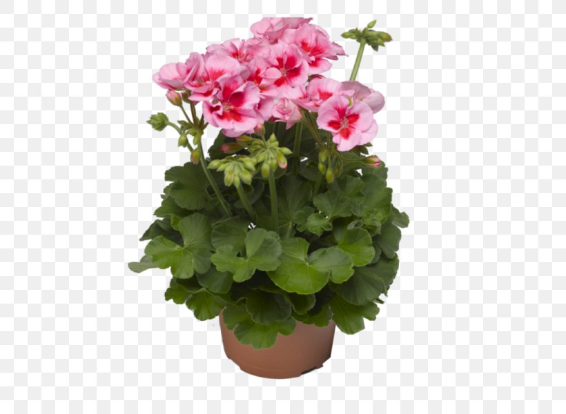 Crane's-bill Garden Geranium Syngenta Flowers. Inc. Regal Pelargonium, PNG, 600x600px, Regal Pelargonium, Annual Plant, Bulb, Flower, Flowering Plant Download Free