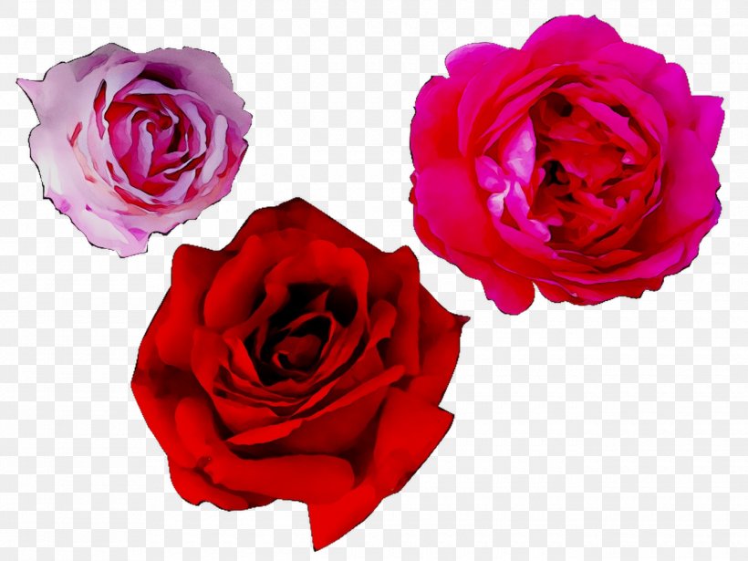 Garden Roses Cabbage Rose Floribunda Floristry Flower, PNG, 1320x990px, Garden Roses, Annual Plant, Artificial Flower, Cabbage Rose, China Rose Download Free