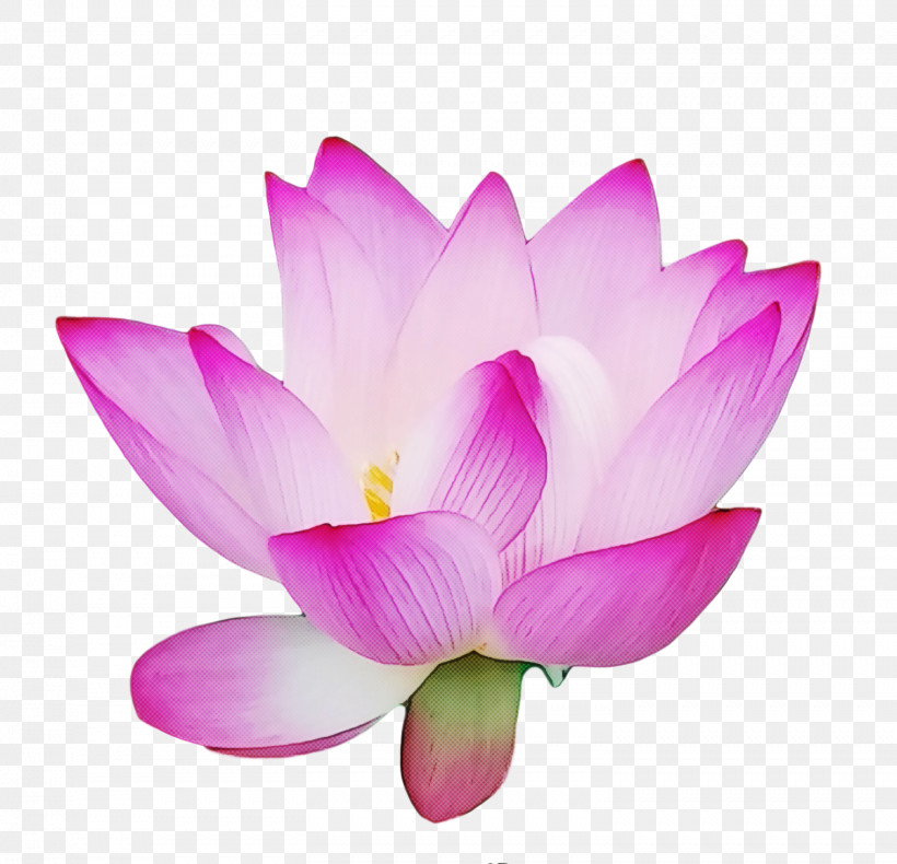Lotus Flower Summer Flower, PNG, 1517x1463px, Lotus Flower, Blossom, Drawing, Floral Design, Flower Download Free