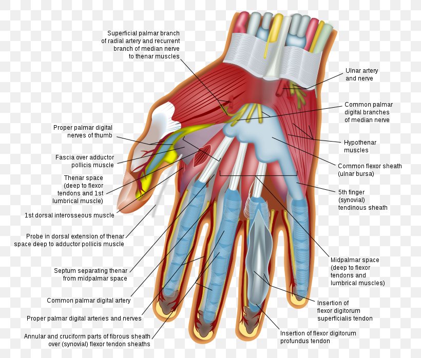 Wrist Hand Carpal Bones Human Body Finger, PNG, 770x698px, Watercolor, Cartoon, Flower, Frame, Heart Download Free