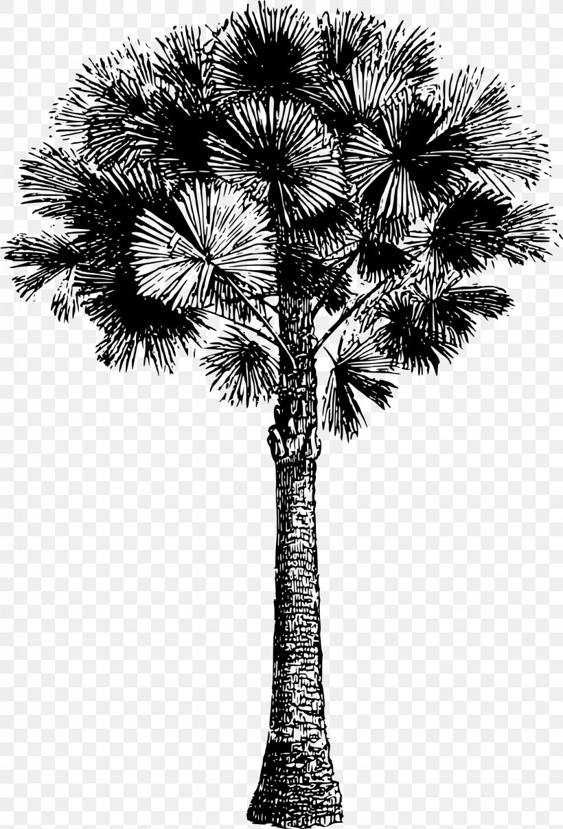 Asian Palmyra Palm Sewing Embroidery Pattern, PNG, 1631x2400px, Asian Palmyra Palm, Arecales, Black And White, Borassus Flabellifer, Branch Download Free