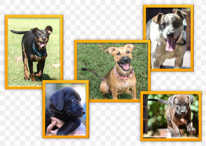 Dog Breed Puppy Animal Rescue Group Snout, PNG, 1600x1134px, Dog Breed, Adoption, Animal Rescue Group, Breed, Carnivoran Download Free