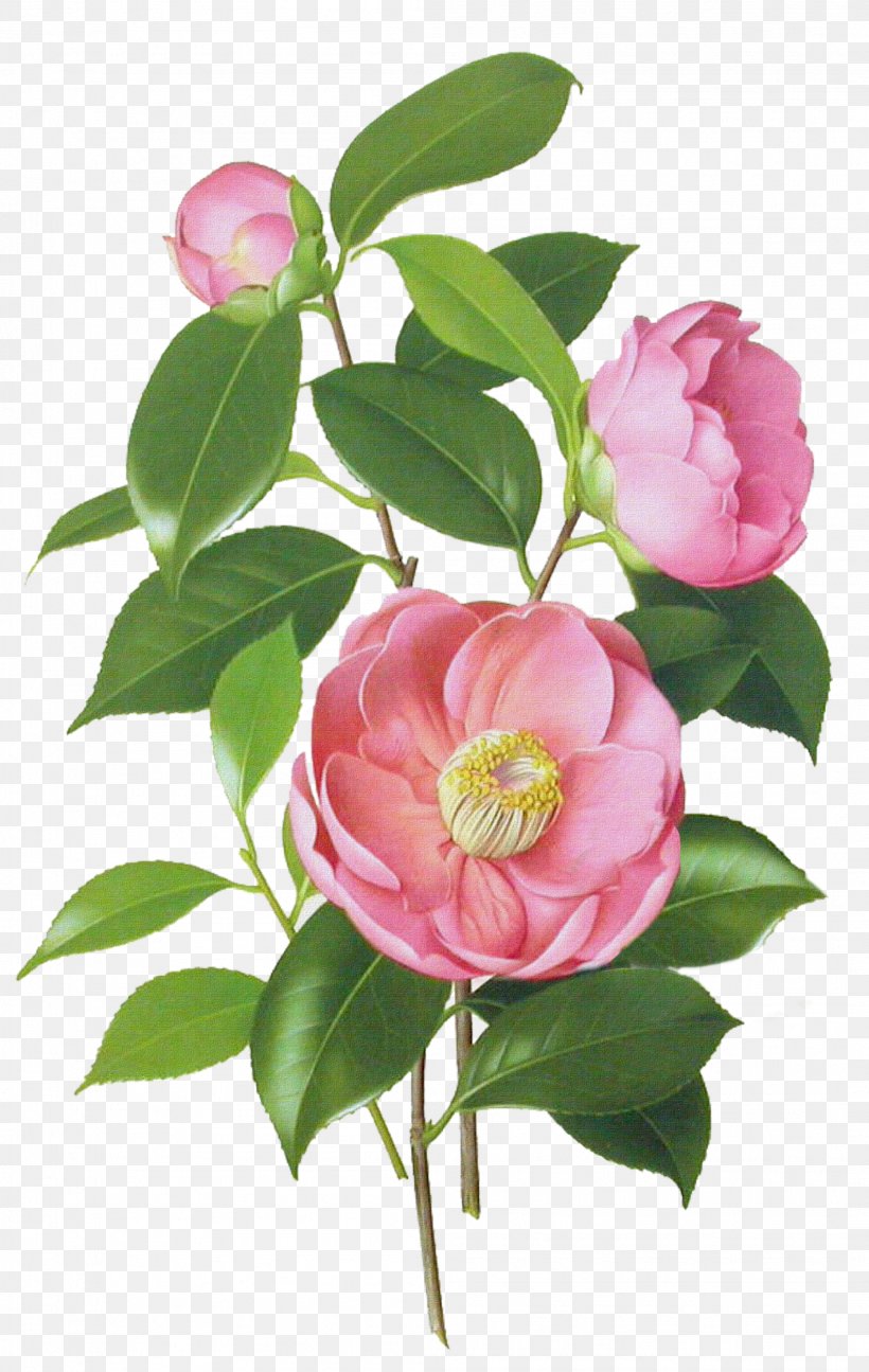 Japanese Camellia Drawing Watercolor Painting Botanical Illustration, PNG, 2093x3307px, Japanese Camellia, Art, Botanical Illustration, Branch, Camellia Download Free