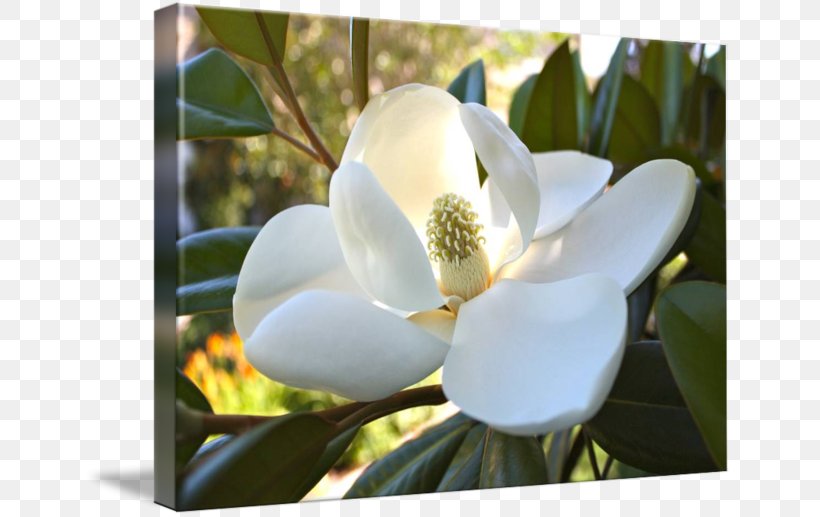 Magnoliaceae Southern Magnolia Flowering Plant Gallery Wrap, PNG, 650x517px, Magnoliaceae, Art, Canvas, Flora, Flower Download Free