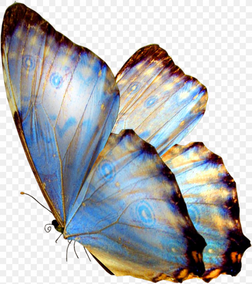 Butterfly Gift, PNG, 1021x1152px, Butterfly, Art, Butterflies And Moths, Cobalt Blue, Craft Download Free