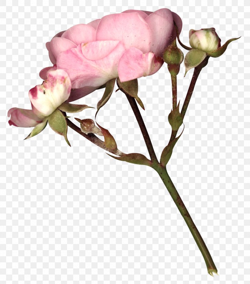 Garden Roses Fairy Tale Gothic Art Flower, PNG, 1585x1800px, Garden Roses, Blossom, Branch, Bud, Centifolia Roses Download Free