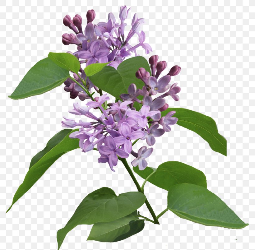Lilac Syzygium Aromaticum Flowering Plant Purple Clip Art, PNG, 800x804px, Lilac, Buddleia, Color, Flower, Flowering Plant Download Free