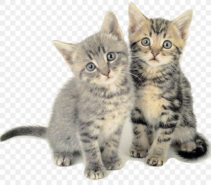 Siberian Cat Kitten Felidae Cat Behavior Cat Communication, PNG, 874x768px, Siberian Cat, American Shorthair, American Wirehair, Asian, Australian Mist Download Free