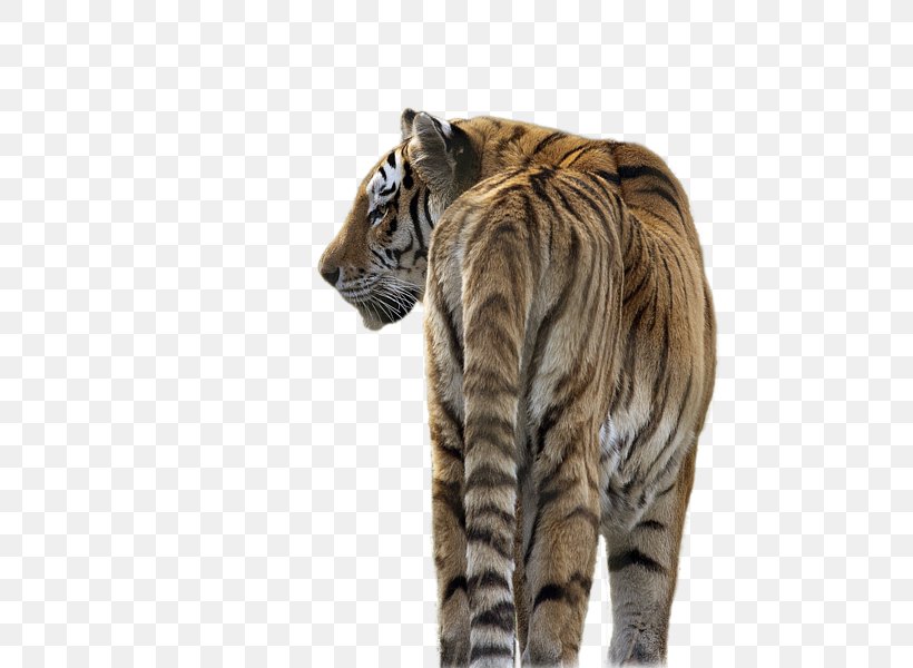Cat Siberian Tiger Kitten Wildlife, PNG, 600x600px, Cat, Amur River, Animal, Art, Big Cat Download Free