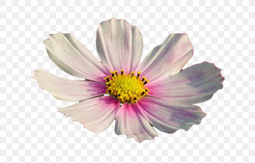 Garden Cosmos Aster Chrysanthemum Cut Flowers Petal, PNG, 1280x817px, Garden Cosmos, Aster, Biology, Chrysanthemum, Cosmos Download Free