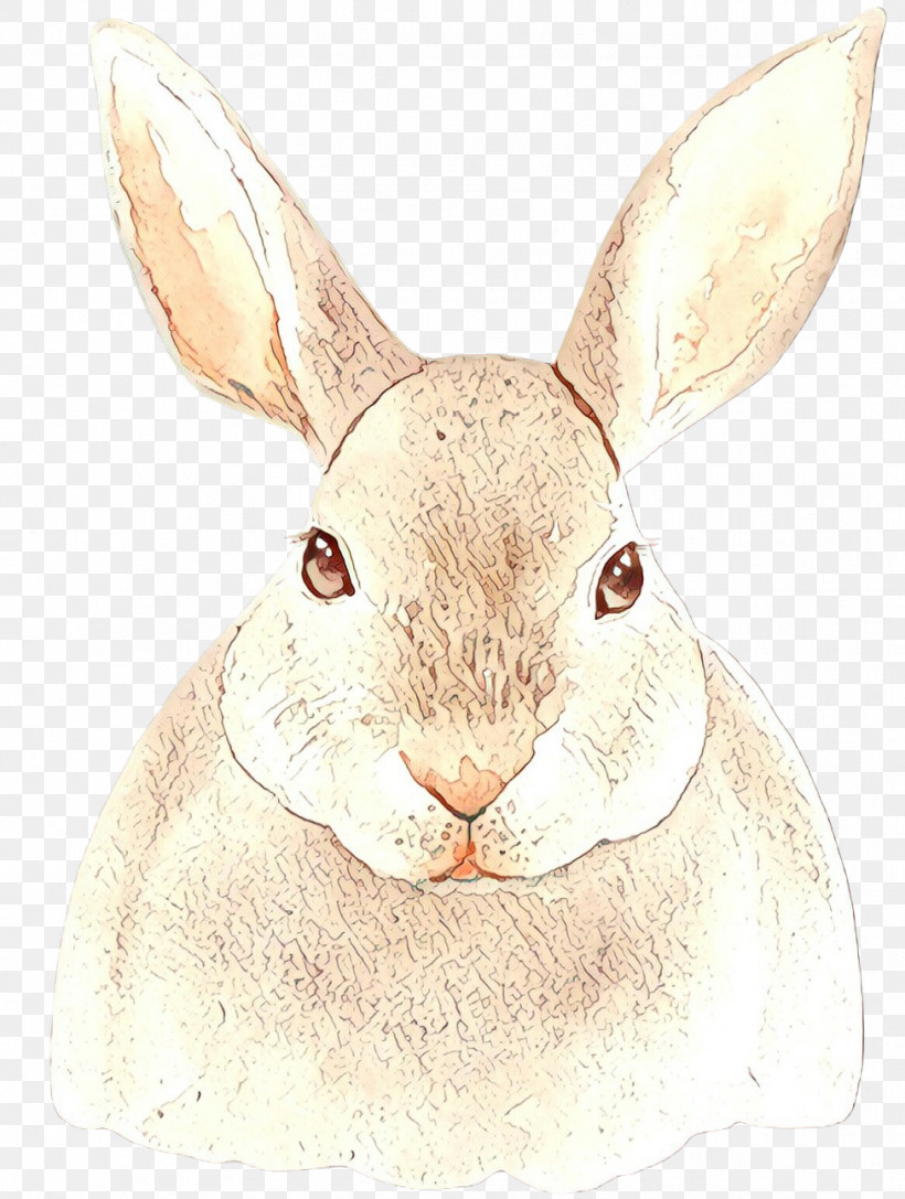 Rabbit Mountain Cottontail Rabbits And Hares Hare Snout, PNG, 976x1294px, Rabbit, Ear, Hare, Mountain Cottontail, Rabbits And Hares Download Free
