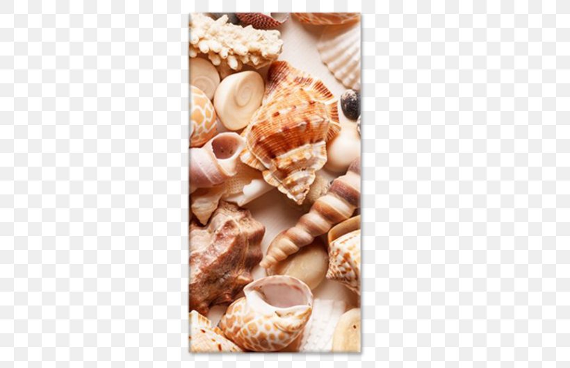 Seashell Stock Photography Conchology Depositphotos Beach, PNG, 750x530px, Seashell, Beach, Conchology, Depositphotos, Flavor Download Free