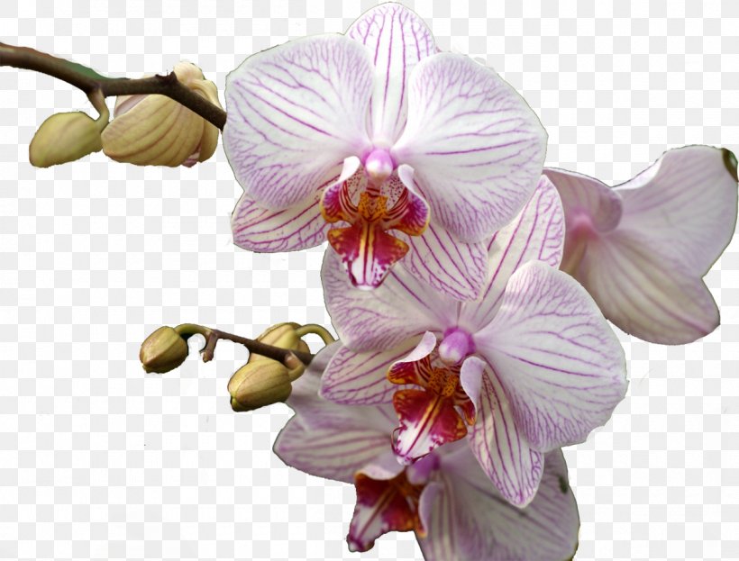 Thailand Moth Orchids Flower Plant, PNG, 1200x913px, Thailand, Cattleya, Color, Cut Flowers, Family Download Free
