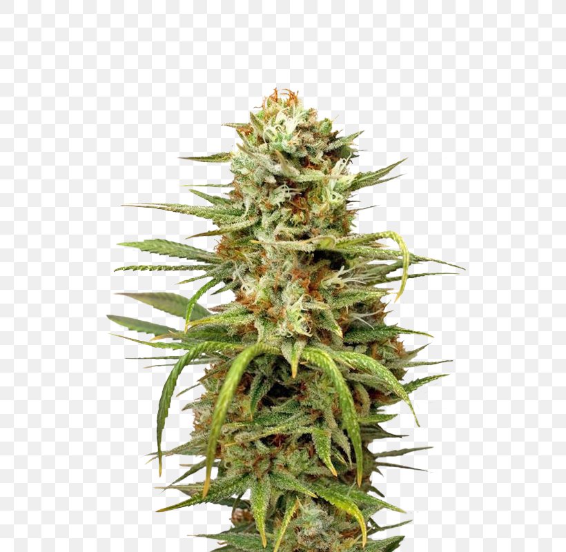 White Widow Autoflowering Cannabis Marijuana Medical Cannabis, PNG, 700x800px, White Widow, Autoflowering Cannabis, Cannabis, Cannabis Sativa, Head Shop Download Free