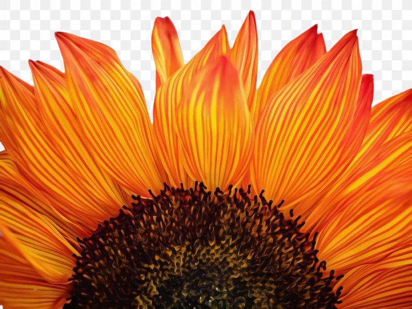 Flowers Background, PNG, 2308x1732px, Sunflower, Annual Plant, Asterales, Blanket Flowers, Bloom Download Free