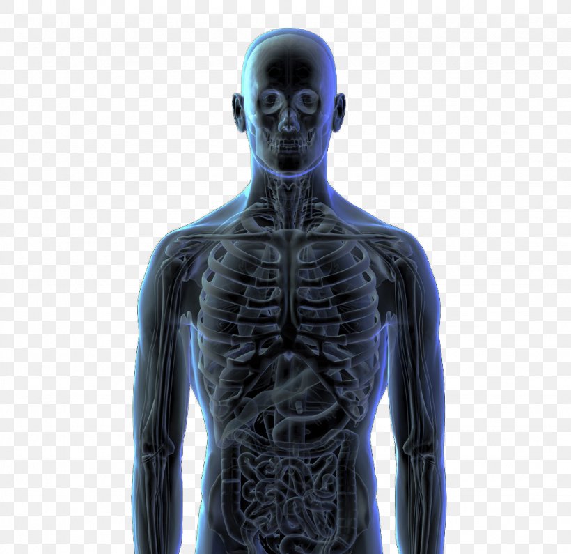 Human Body Human Skeleton Bone Homo Sapiens, PNG, 1024x994px, Watercolor, Cartoon, Flower, Frame, Heart Download Free