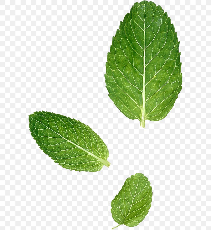 Leaf Peppermint Mentha Spicata Herbalism, PNG, 600x894px, Leaf, Beefsteak Plant, Herb, Herbalism, Mentha Spicata Download Free