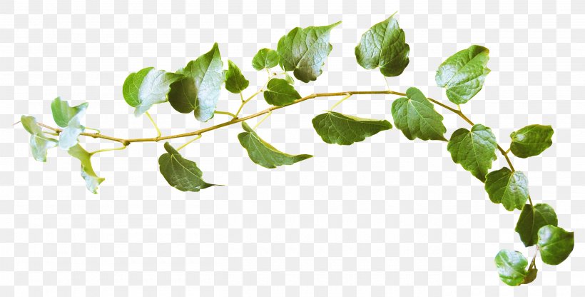 Leaf Twig World Wide Web, PNG, 2720x1382px, Leaf, Branch, Color, Flora, Flowering Plant Download Free