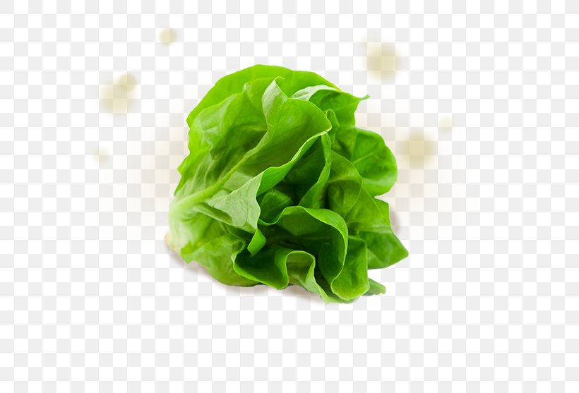 Iceberg Lettuce Romaine Lettuce Stock Photography Salad Vegetable, PNG, 800x557px, Iceberg Lettuce, Aquaponics, Chard, Corn Salad, Endive Download Free