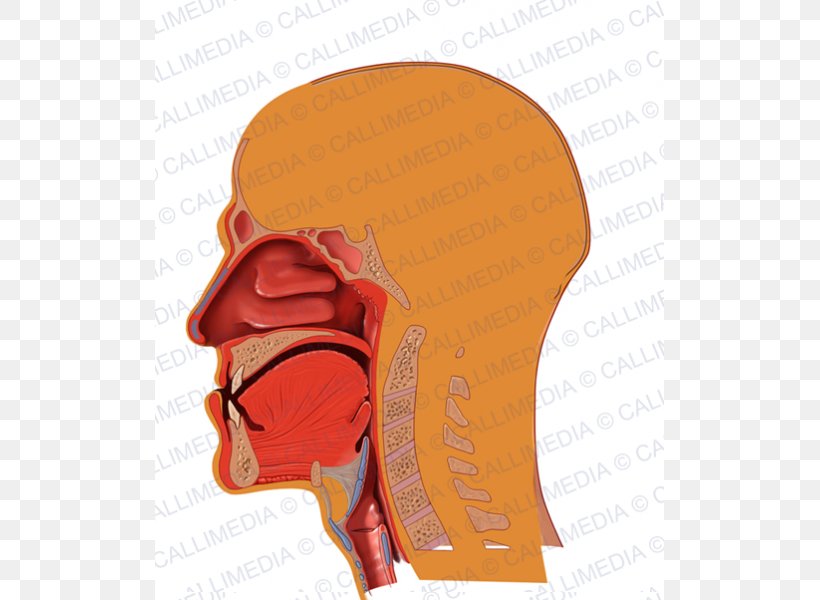 Respiratory System Anatomy Illustration Anatomique Circulatory System, PNG, 600x600px, Watercolor, Cartoon, Flower, Frame, Heart Download Free