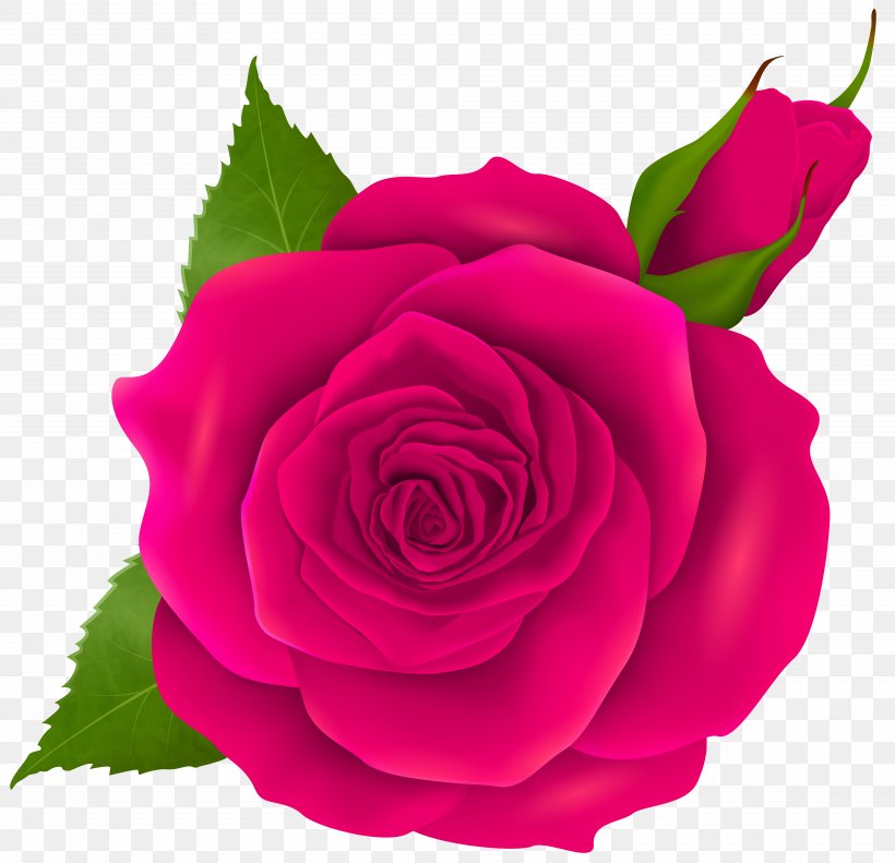 Garden Roses Centifolia Roses Rosa Chinensis Floribunda Pink, PNG, 8000x7724px, Centifolia Roses, Blue, Blue Rose, Bud, China Rose Download Free