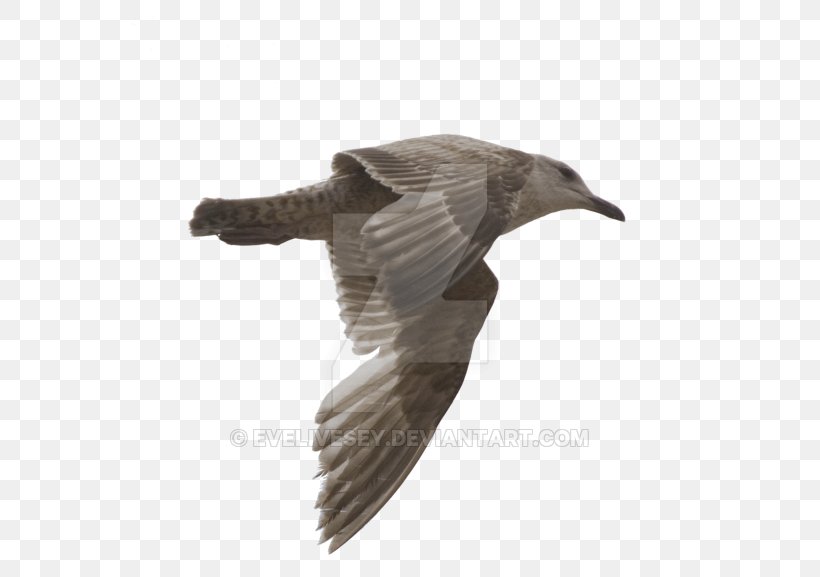 Gulls Bird DeviantArt Photography, PNG, 600x577px, Gulls, Animal, Beak, Bird, Charadriiformes Download Free