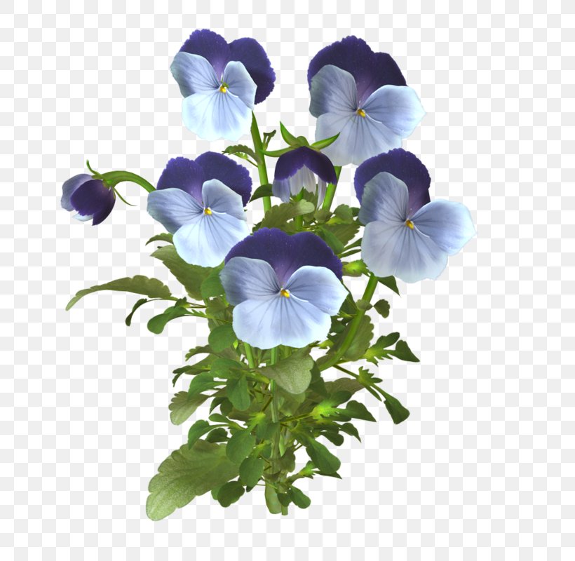 Pansy Animaatio Blog, PNG, 784x800px, Pansy, Animaatio, Annual Plant, Blog, Cut Flowers Download Free