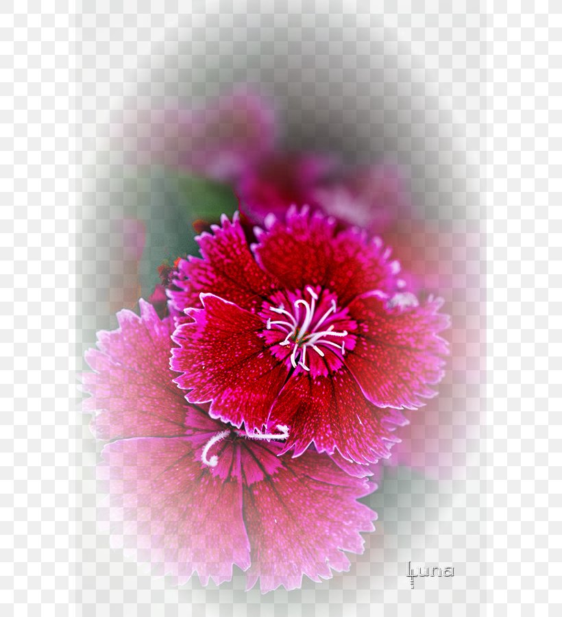 Floral Design Cartoon Flower Clip Art, PNG, 600x900px, Floral Design, Carnation, Cartoon, Chrysanths, Close Up Download Free