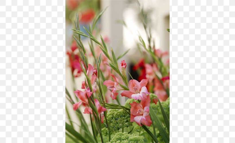 Floral Design Cut Flowers Robinetta Lilium, PNG, 500x500px, Floral Design, Bulb, Charming Beauty, Corm, Cut Flowers Download Free