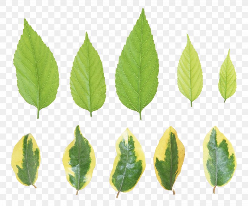 Leaf Light Clip Art, PNG, 2849x2362px, Leaf, Coronal Suture, Deciduous, Light, Plant Download Free