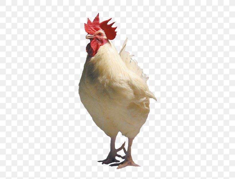 Leghorn Chicken Broiler Cornish Chicken Australorp Rooster, PNG, 500x626px, Leghorn Chicken, Australorp, Beak, Bird, Breed Download Free