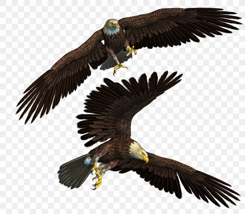 Bald Eagle Bird, PNG, 1024x896px, Bald Eagle, Accipitriformes, Art, Beak, Bird Download Free